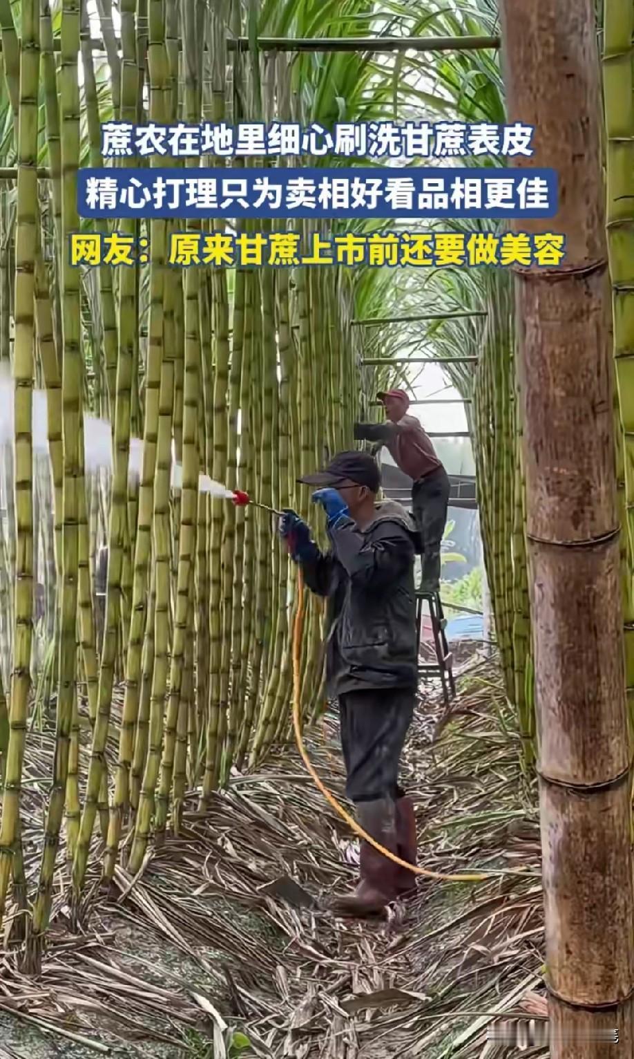 别喷科技与狠活就行[抠鼻]