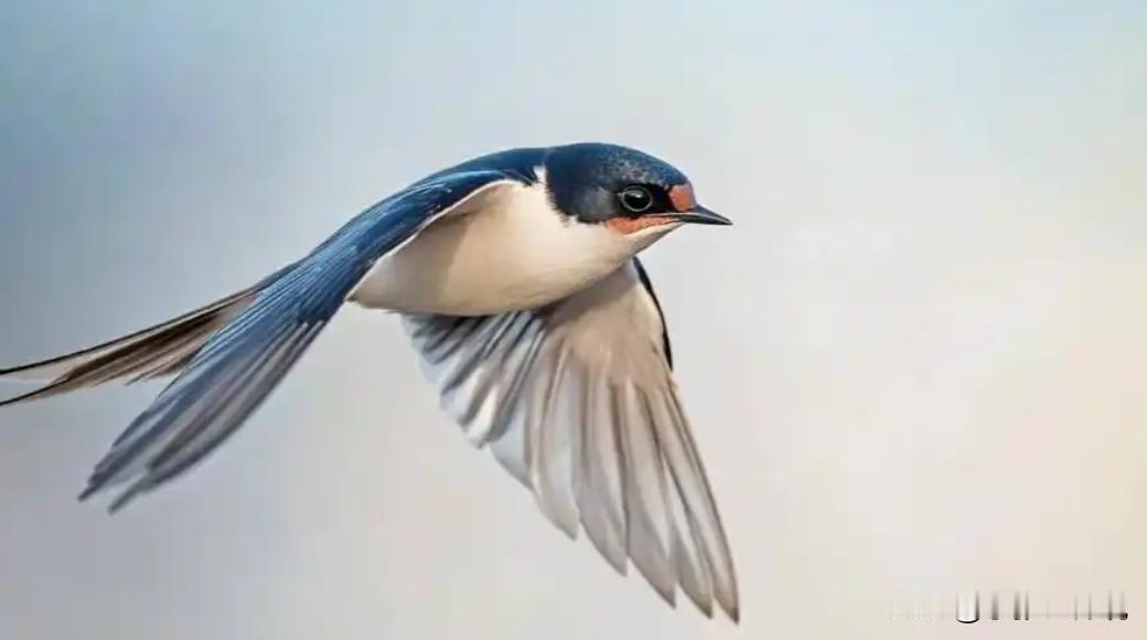 第一次意识到，燕子是没有国籍的，小时候以为燕子是我国的，南飞是往中国南方飞，现在