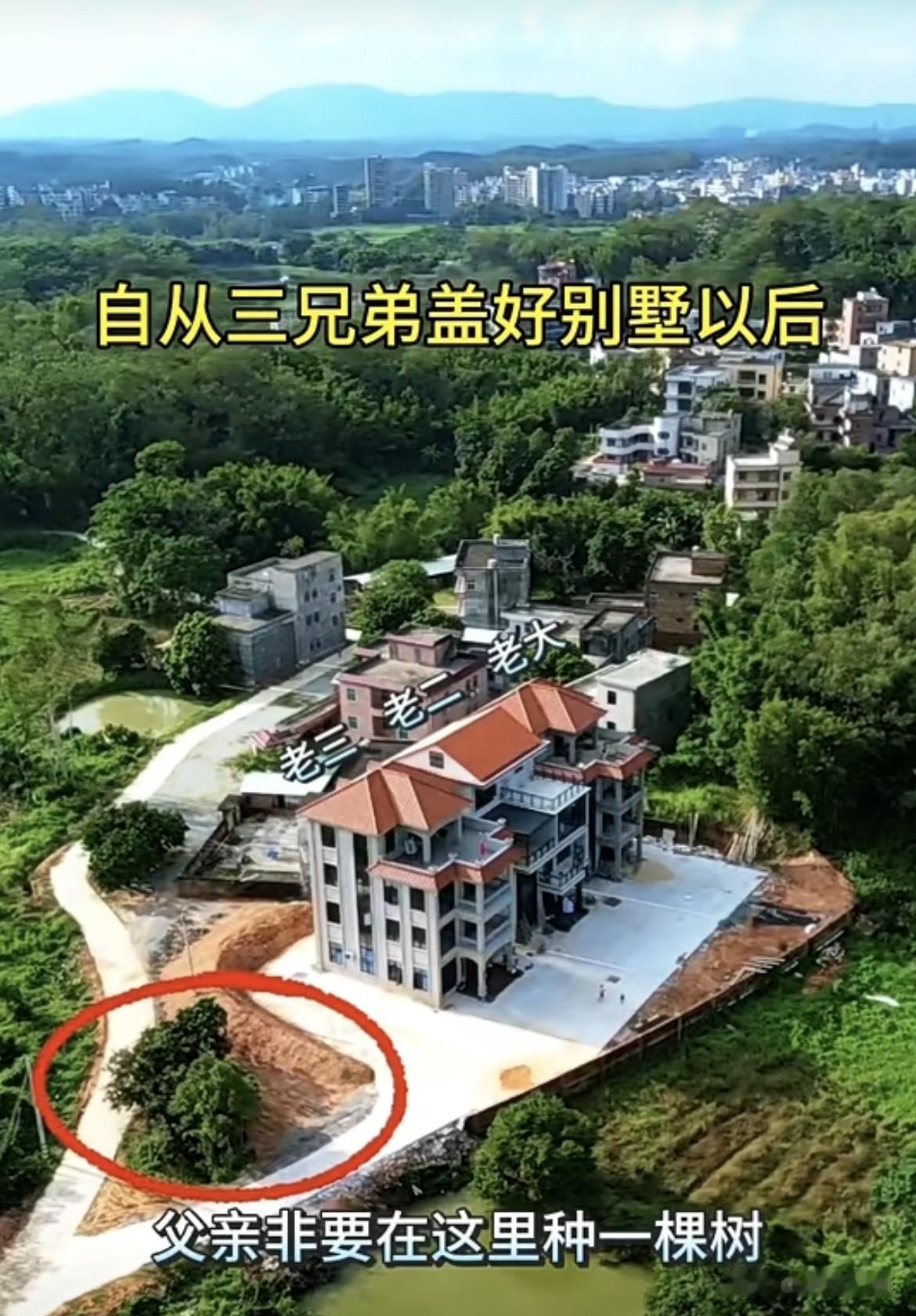 自从三兄弟盖好别墅🏡以后，父亲非要在这里种一棵树‼️估计很多人都不懂种树的