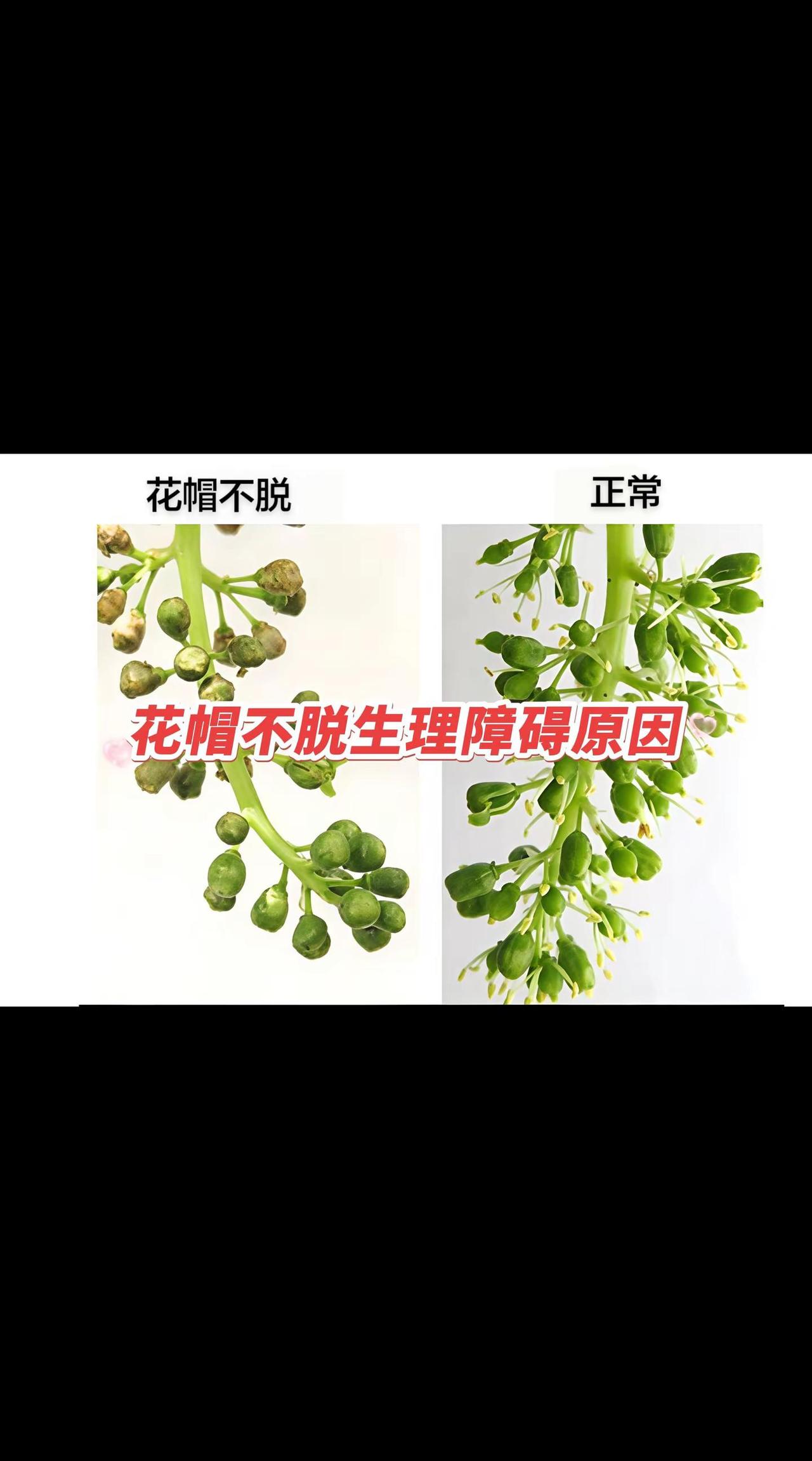 生理上主要是生长素在穗顶部过度积累和表达造成花蕾发育不完善，花帽不脱，未能正常开