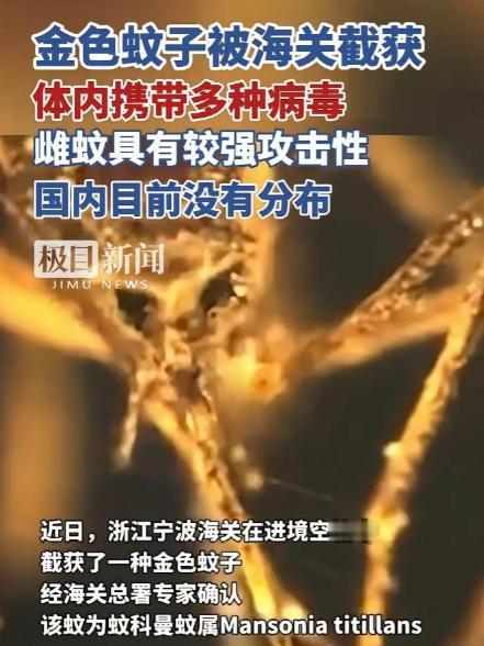 又是美国，又是病毒，这次不是实验室，是一整船“带毒蚊子”直接开到中国宁波！今