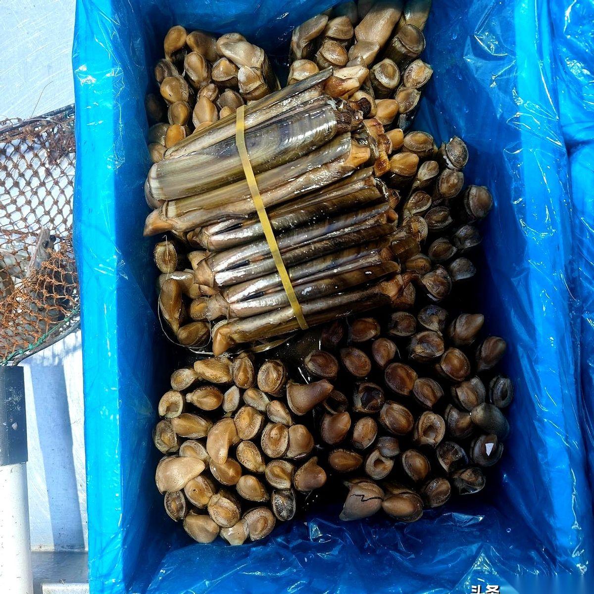 我跟你讲，今天去菜市场，我真的人都傻了。那蛏子！好家伙，一个个跟小手腕似的，一