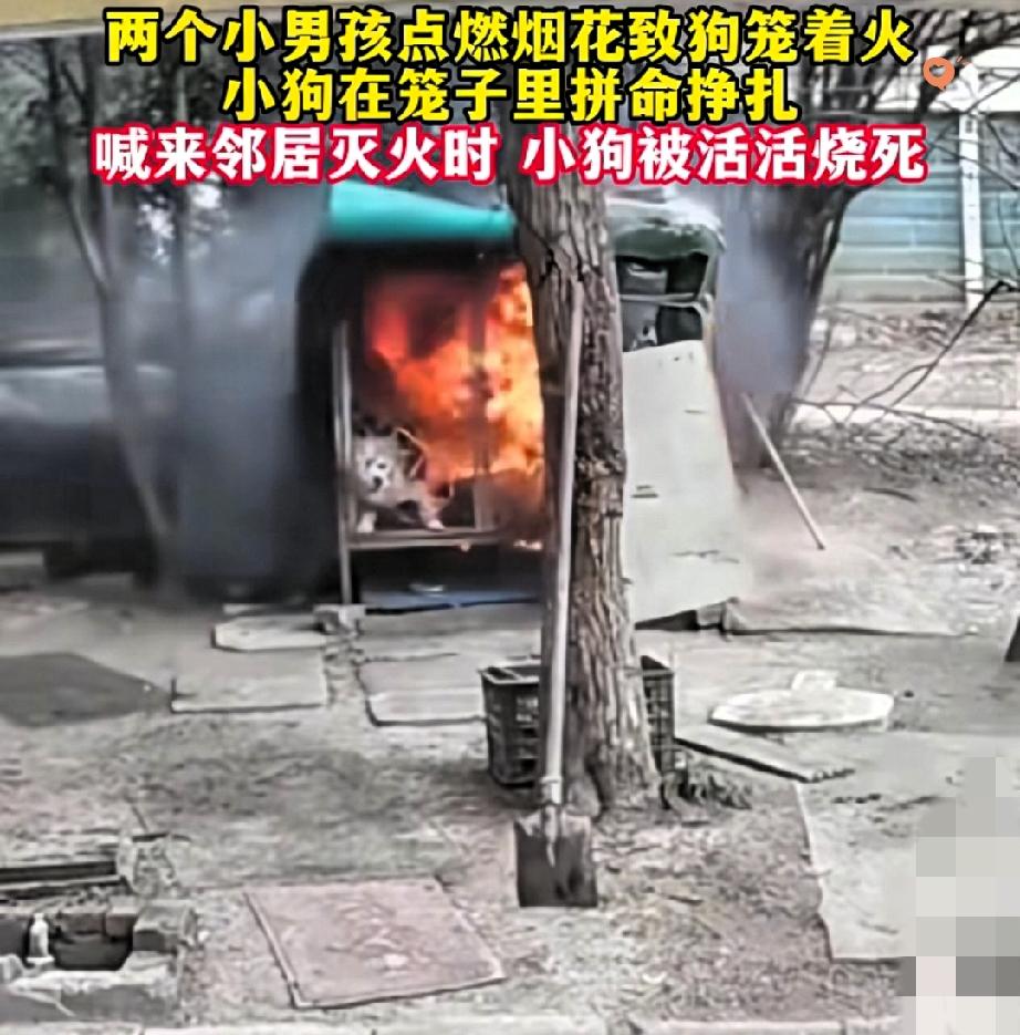 笼中萨摩耶被活活烧死，凶手竟是两个孩童的恶意之举！江苏连云港这起事真的越想越