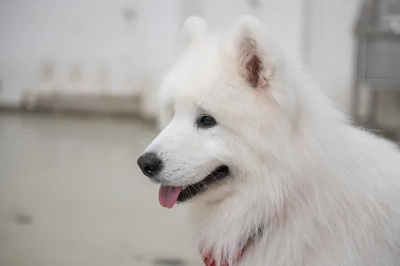 萨摩耶被男孩烧死主人称不接受私了萨摩耶被男孩烧死，主人拒6000元私了：我们