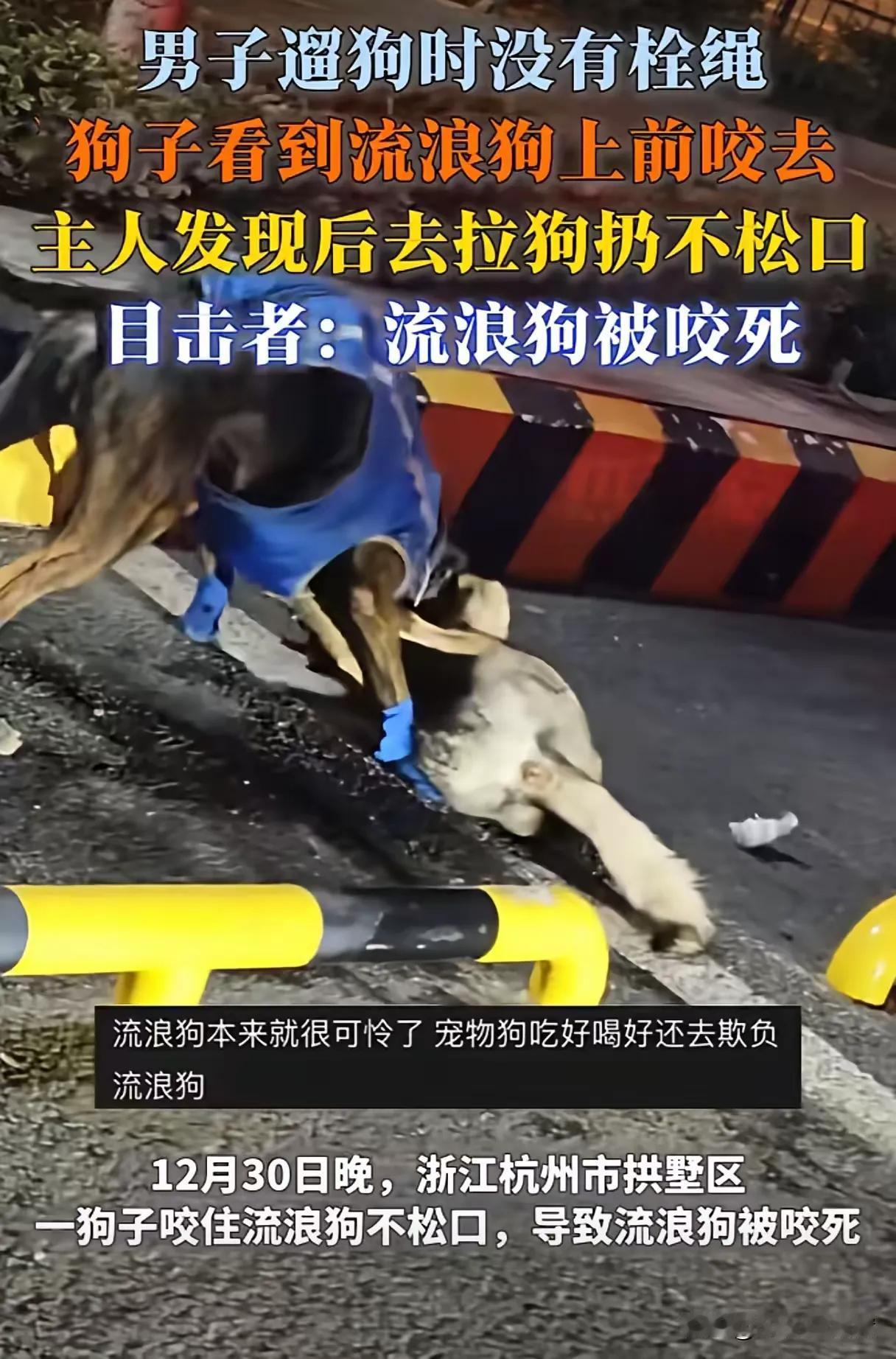 “心在滴血！可怜的流浪狗！”12月30日晚，浙江杭州市拱墅区，一男子遛狗不拴