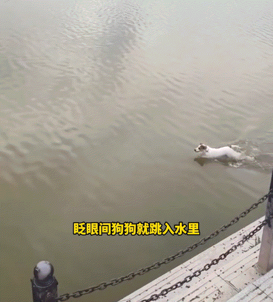 河南，一小伙带着自家快生了的狗子出门散步，当小伙与狗子走到一河边时，偶遇一只落水