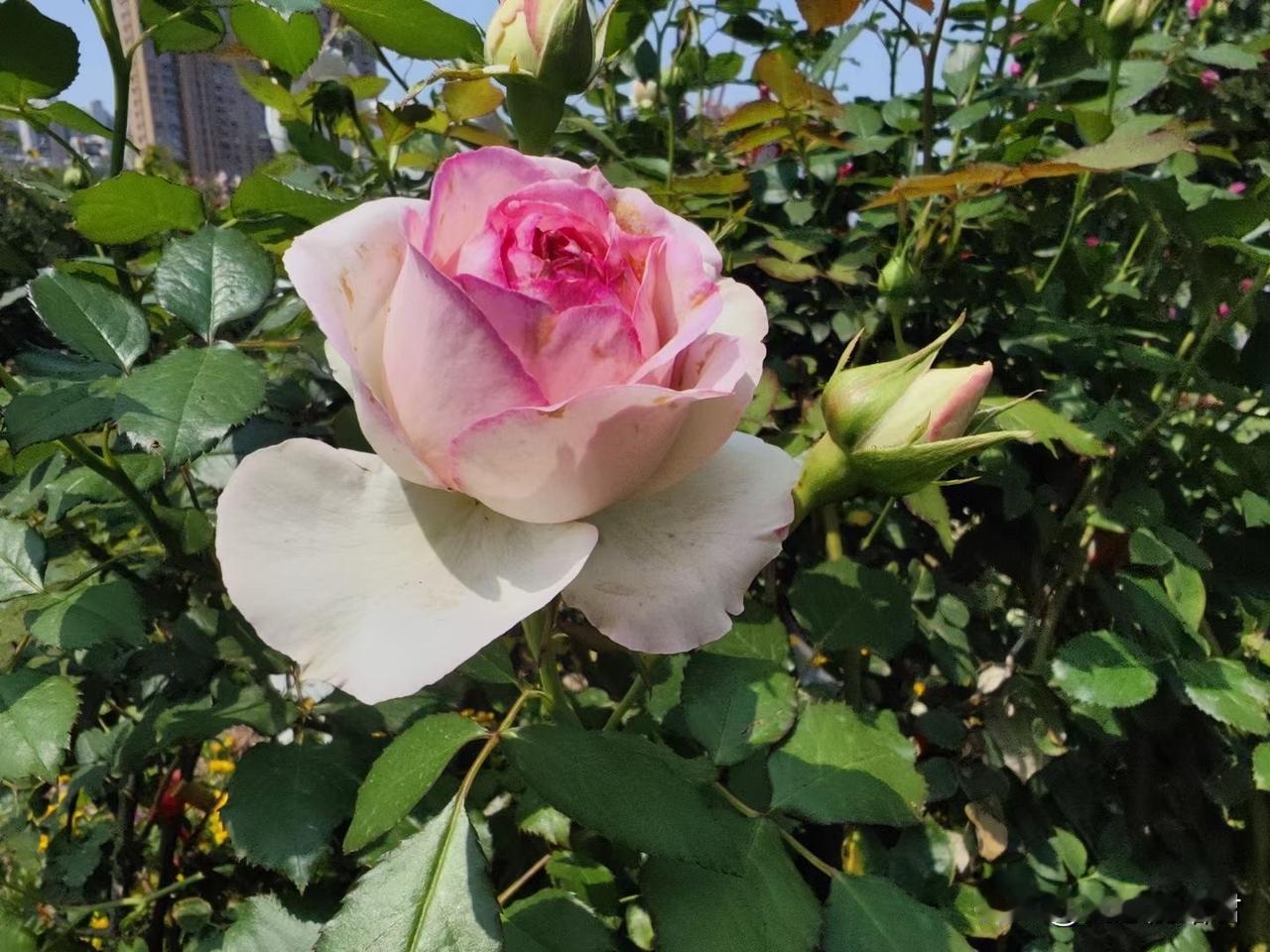 这种没有责任感的男人，正常人到他家都得被逼疯。一男子，家里穷，32岁相亲认识他老