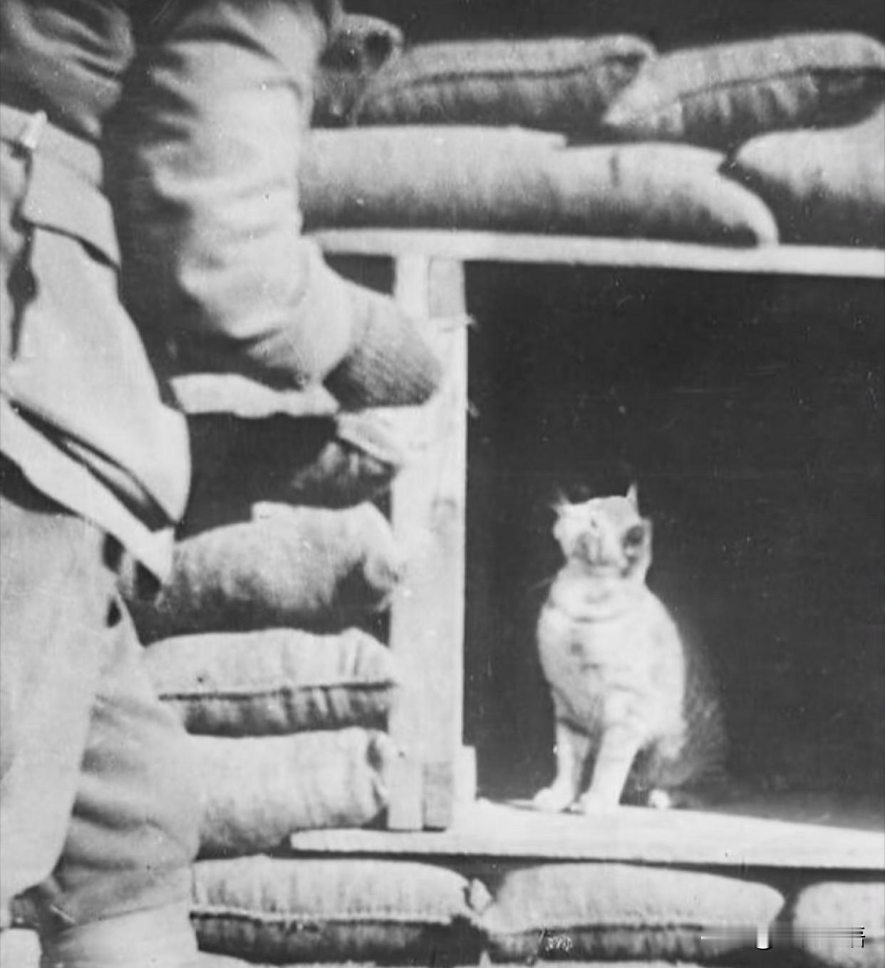 这只叫瓦西卡的猫，是外婆和妈妈的救命恩人外婆总跟我念叨，她和妈妈能熬过战争年