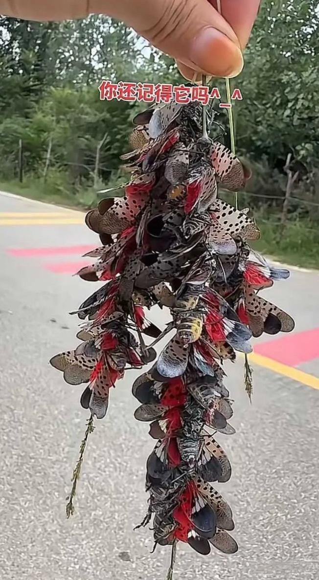 你们那边方言怎么叫