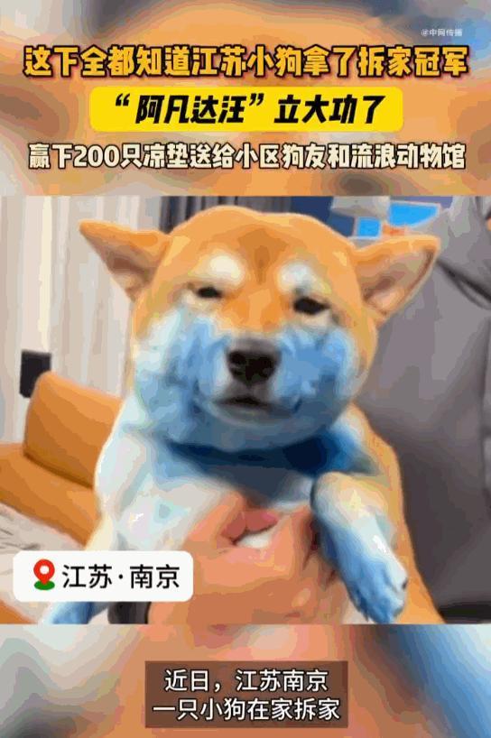 塞翁失马焉知非福！江苏南京，一只脾气调皮的柴犬，凭着一场离谱的拆家操作，不仅把主