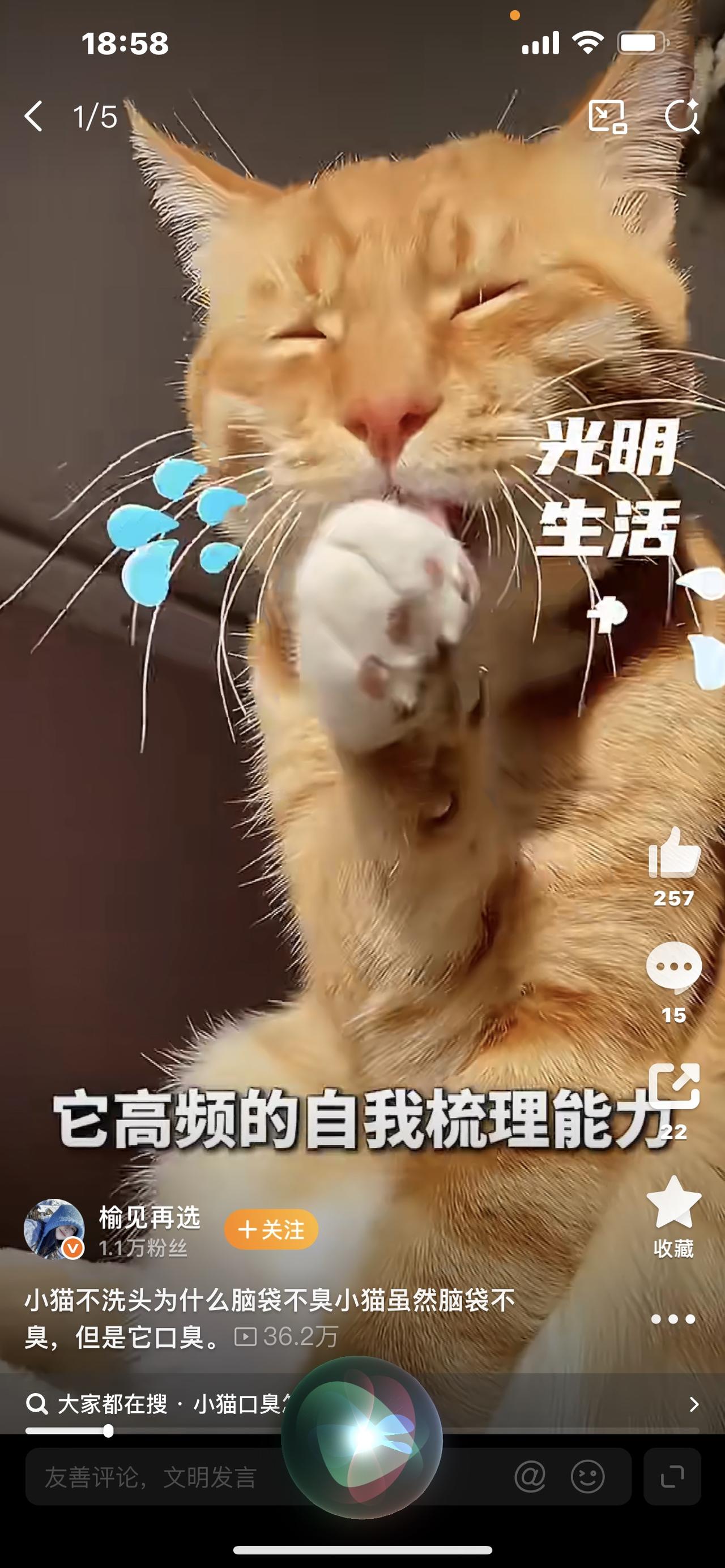 标题：小猫从不洗头，为啥脑袋反而不臭？真相一出来，很多人都白洗了！你有没