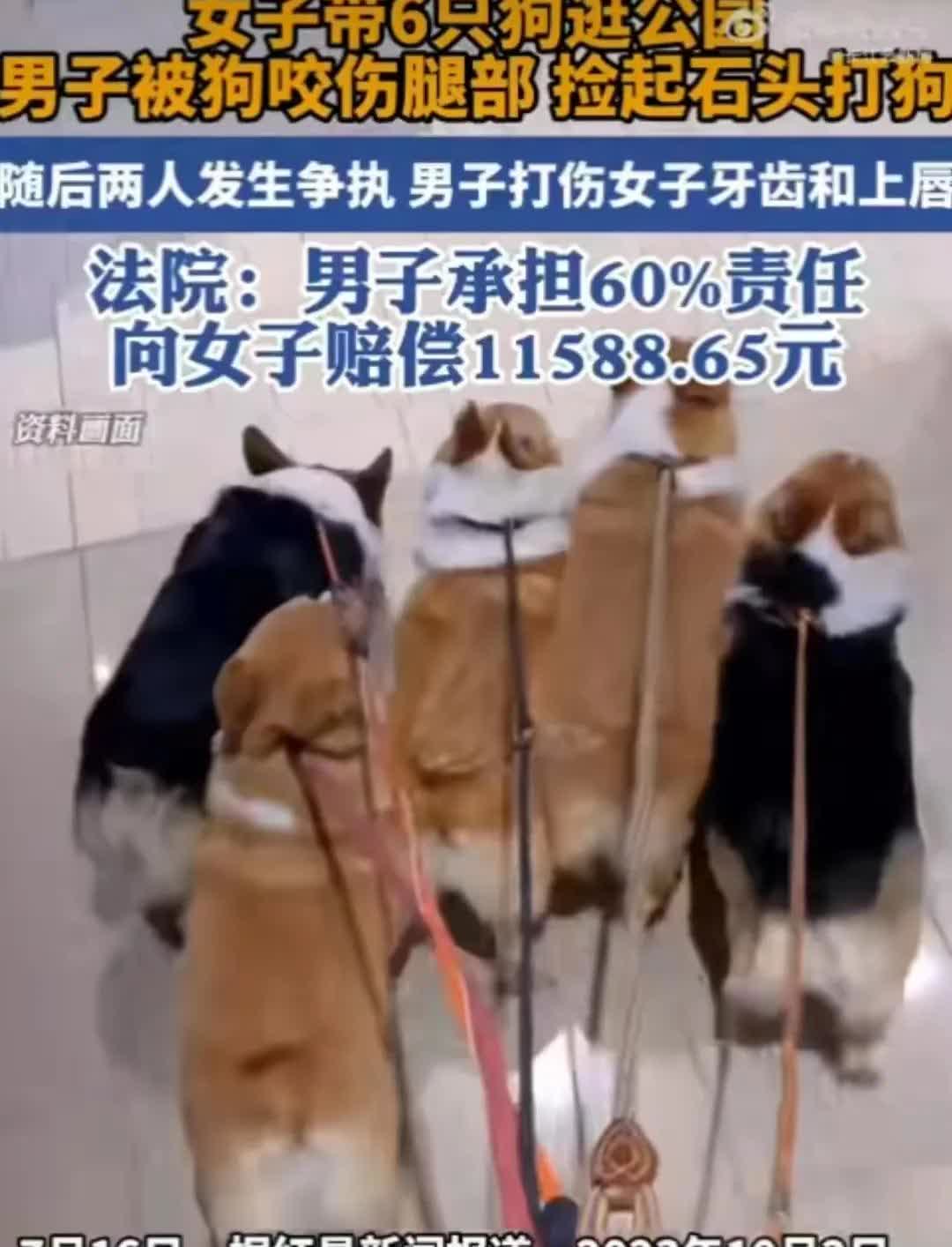 😂以后我们穷人看到养狗的，千万要躲远点！你看新闻，23年一女子带了六条狗，在公