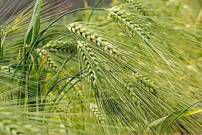 青稞是裸口感最差的粮食，没有之一，上世纪70年代，西藏地区曾尝试推广小麦种植，很