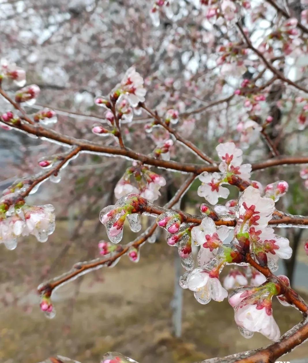 满树早樱雀开屏，一场春雪冻成冰。冰糖葫芦冰糖橘，来武汉，见见冰糖樱花！对面的