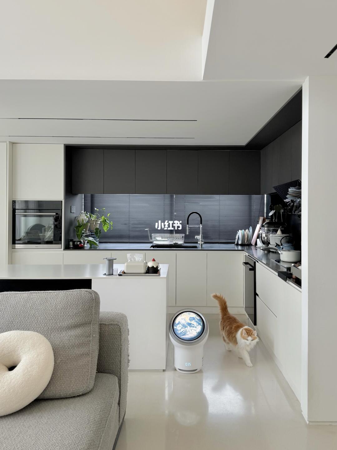 50平loft  四猫一狗依然干净