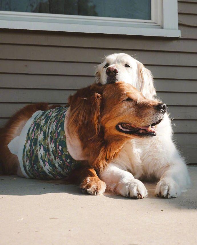 还记得这对金毛兄弟吗？深色的金毛哥哥前段时间因为癌症截肢了，但在家人和弟弟的照顾