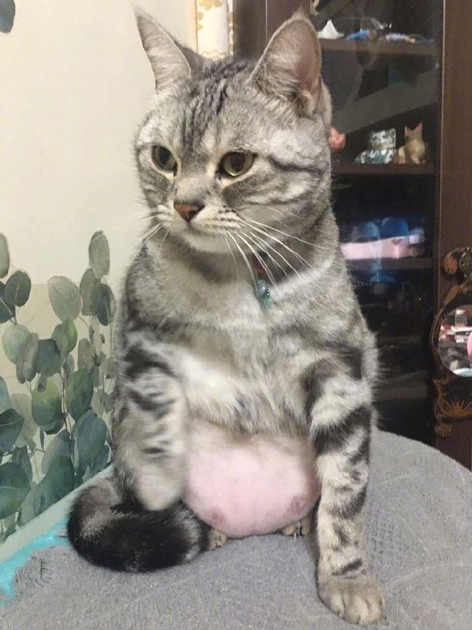 主人说了句猫胖后...