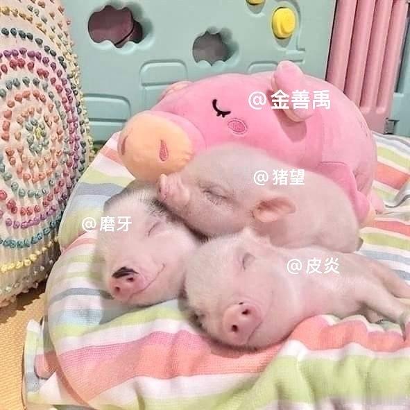 我们好呆萌呀