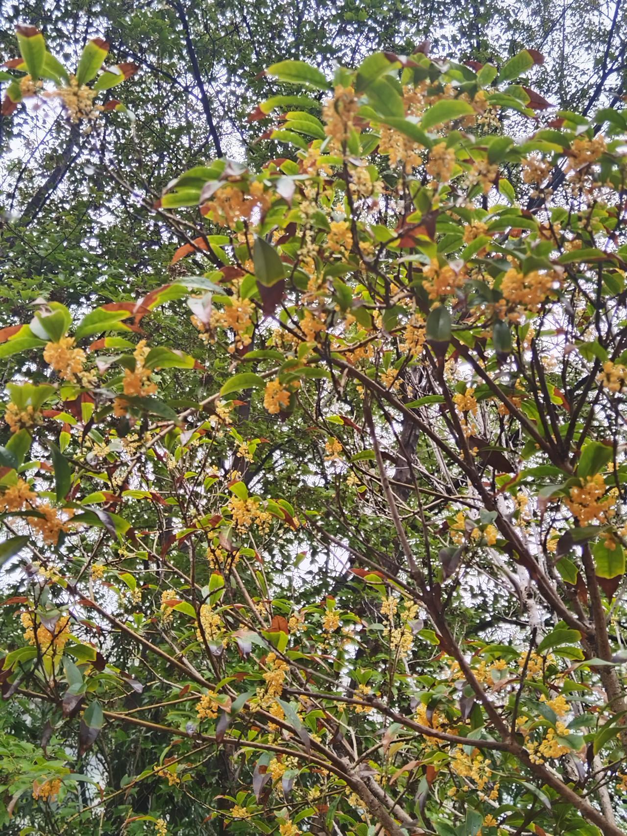 桂花开了，真香啊这几天一直下雨，但是季节到了它还是照常开花了依然是香气扑鼻