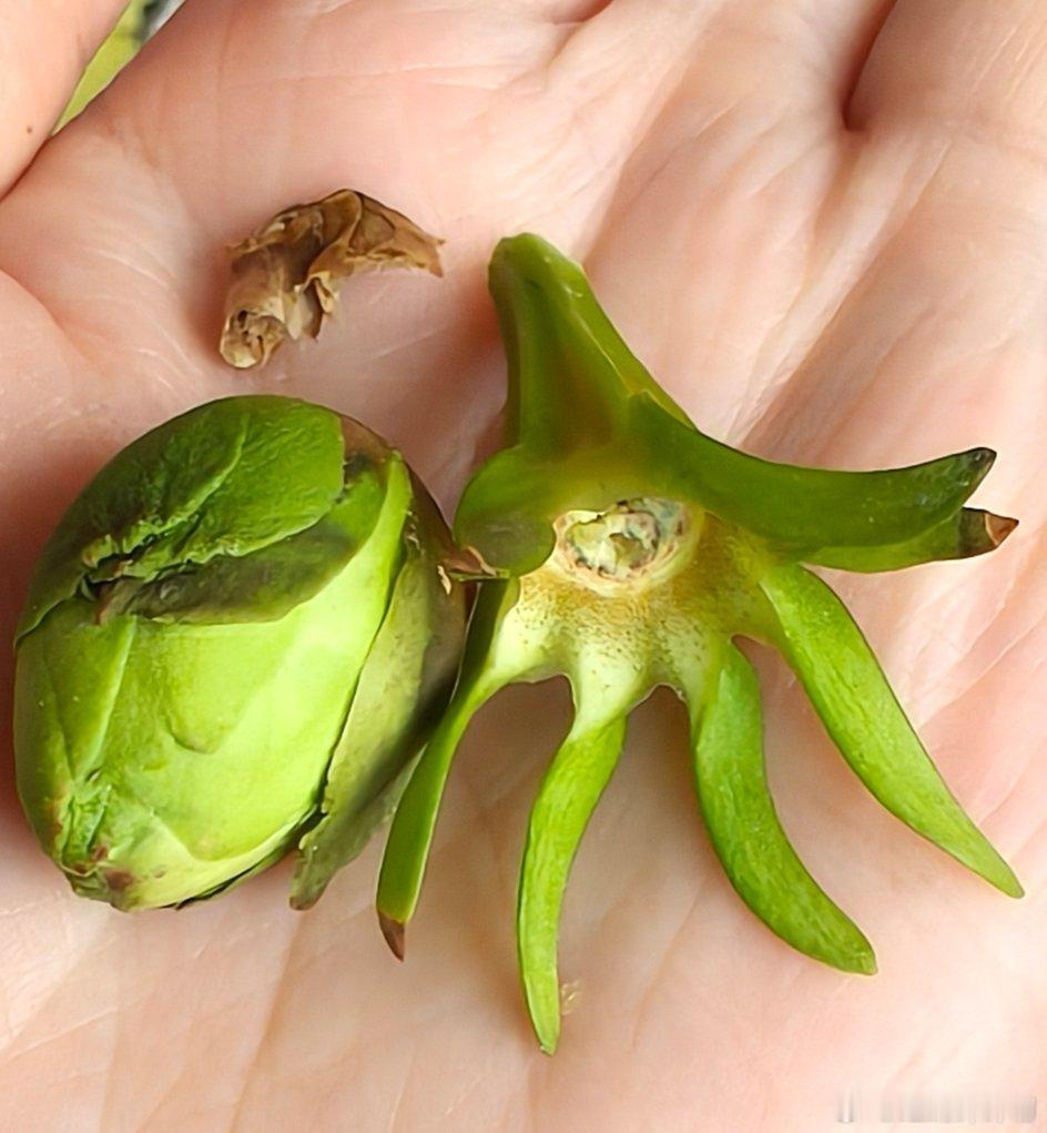 怎么回事？花苞这么多，但是就开了两朵花，其余的每次看着要开了花苞就掉了化肥我也用