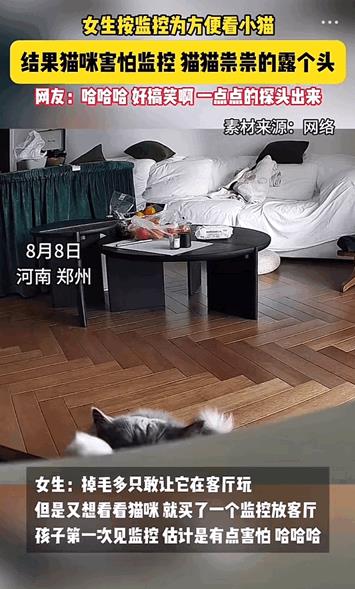 万物皆有灵性！河南郑州，女生在家中安监控为了随时能看到小猫咪的动态，结果猫咪是第