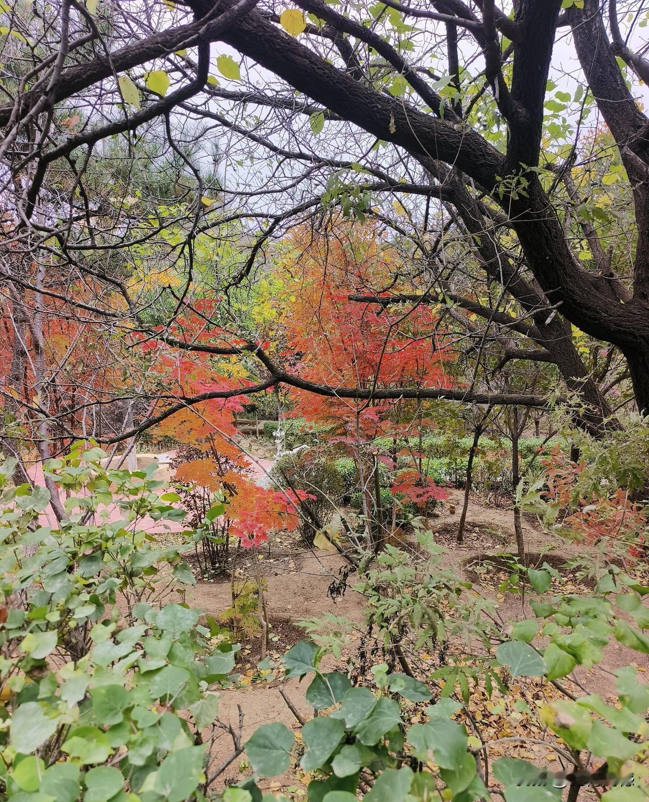这张照片是我亲手拍摄下来的，感觉这张照片有点艺术照的气息，从来没有想到我能够用手