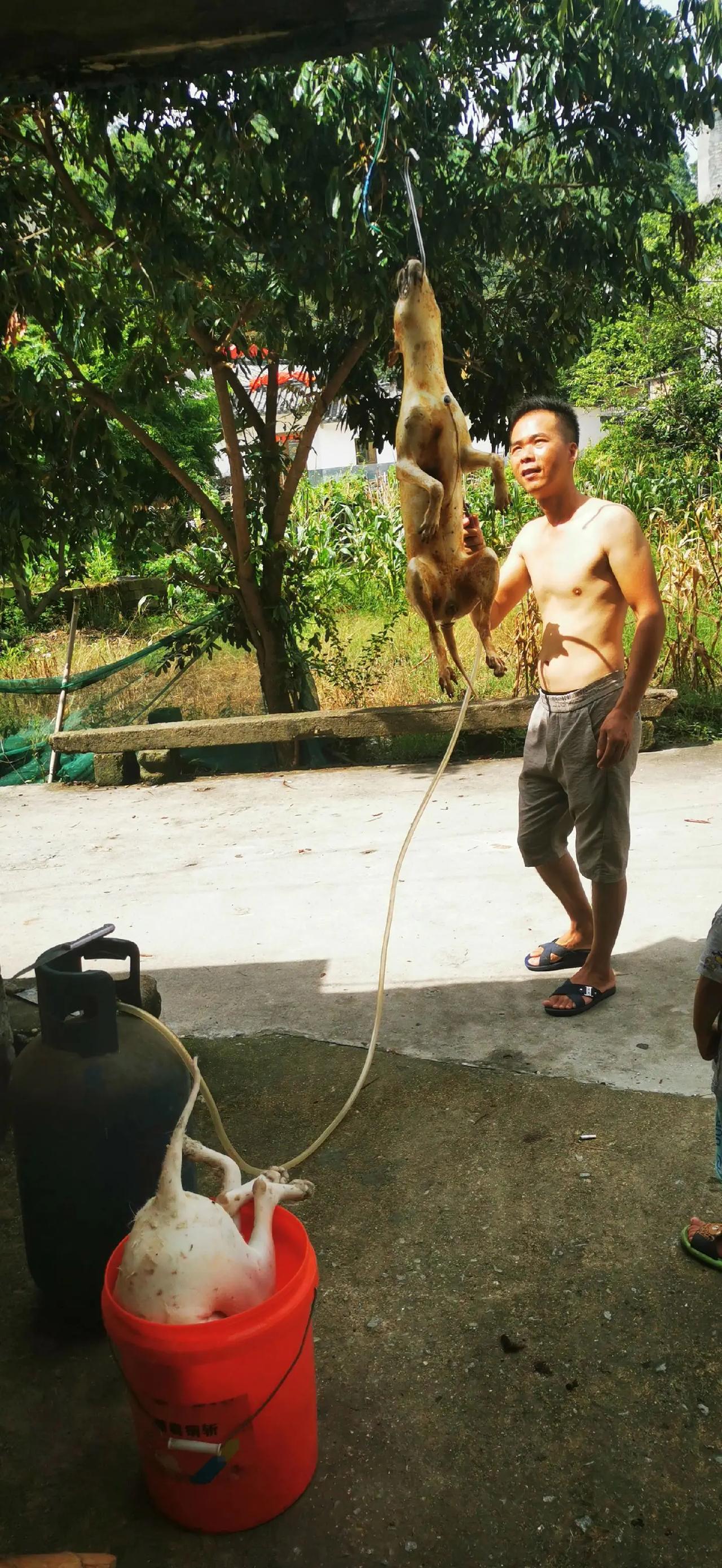 再过几天广西玉林狗肉节也随之拉开帷幕，各家各户都会拿出自家的看家本领，来招呼五湖