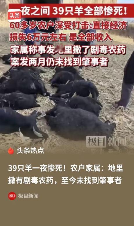 5月1日大河报报道，山西霍州，一对老两口，家里养了39只羊，结果全都被毒死了
