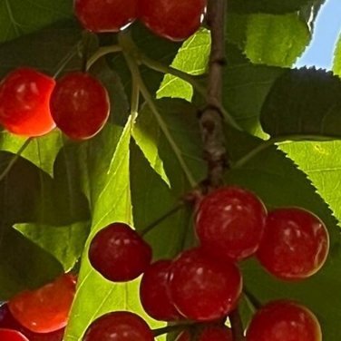 种植文案🍒樱桃种植种植樱桃的方法0000樱桃种植技术涉及多个方面，包括品