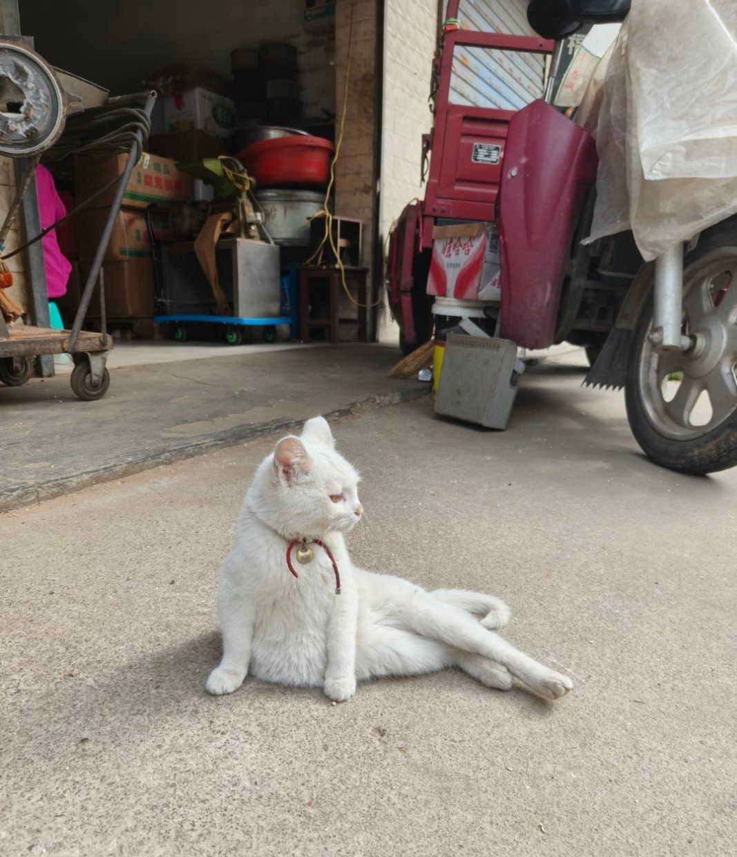 小猫咪谁教你这样坐的！松弛感小猫