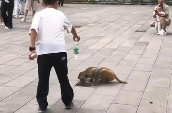 “上新华社了！”贵州景区里，一名小男孩见小猴子喝地上的脏水，于心不忍，将手上的矿