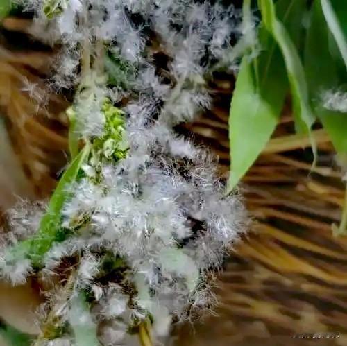 可惜南朝庾信《春赋》里头写的“新年鸟声千种啭，二月杨花满路飞”这美好的景致，搁咱
