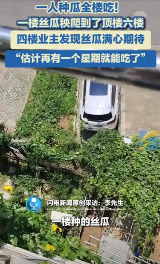 “解释不清了！”2025年江苏，一女子在一楼种了丝瓜，结果，秧爬到了顶楼6楼！住
