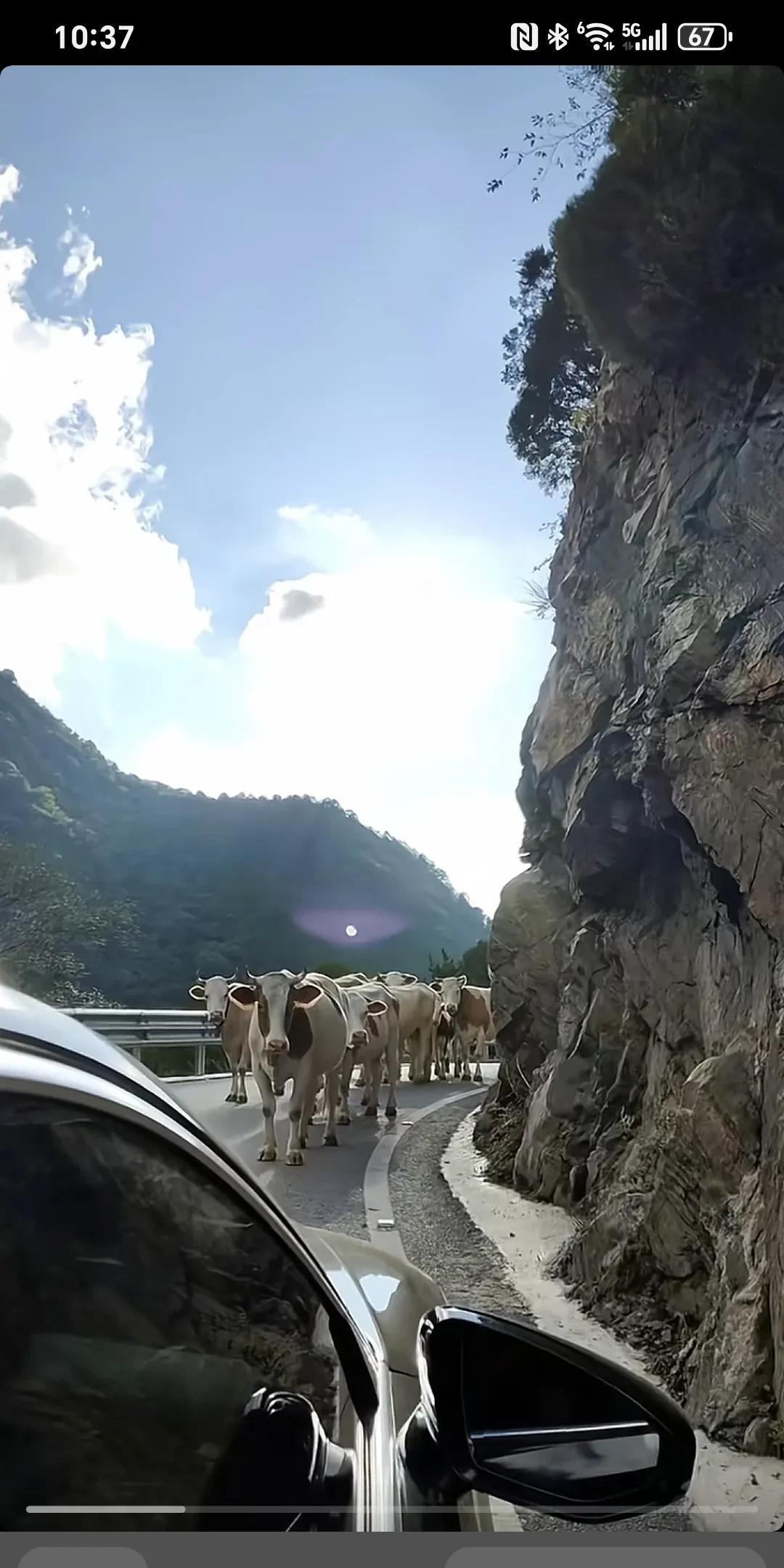 今天我是理解什么叫犟牛了，转角遇到牛群，还没主人。你们看领头牛那眼神杀，我们都不