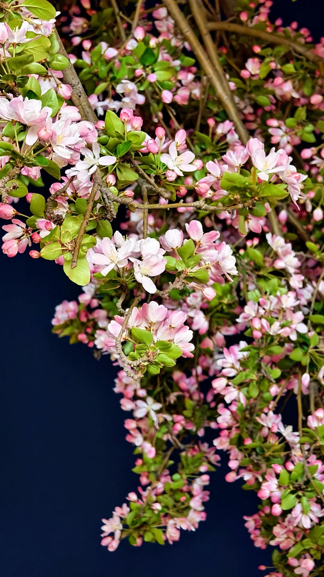 ✨3月31日大理道晚上随手拍点赞天津天津赏花天津海棠节海棠花天津五大道