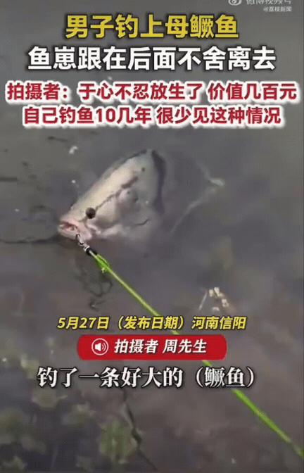 破防了！河南信阳，一男子外出钓鱼，运气爆棚钓上来一条七八斤重的母鳜鱼，心里还美滋
