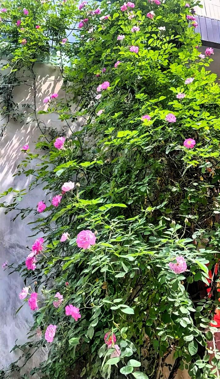 婚姻和事业哪个重要！很多人纠结婚姻和事业到底哪个重要，其实不用分得太绝对。