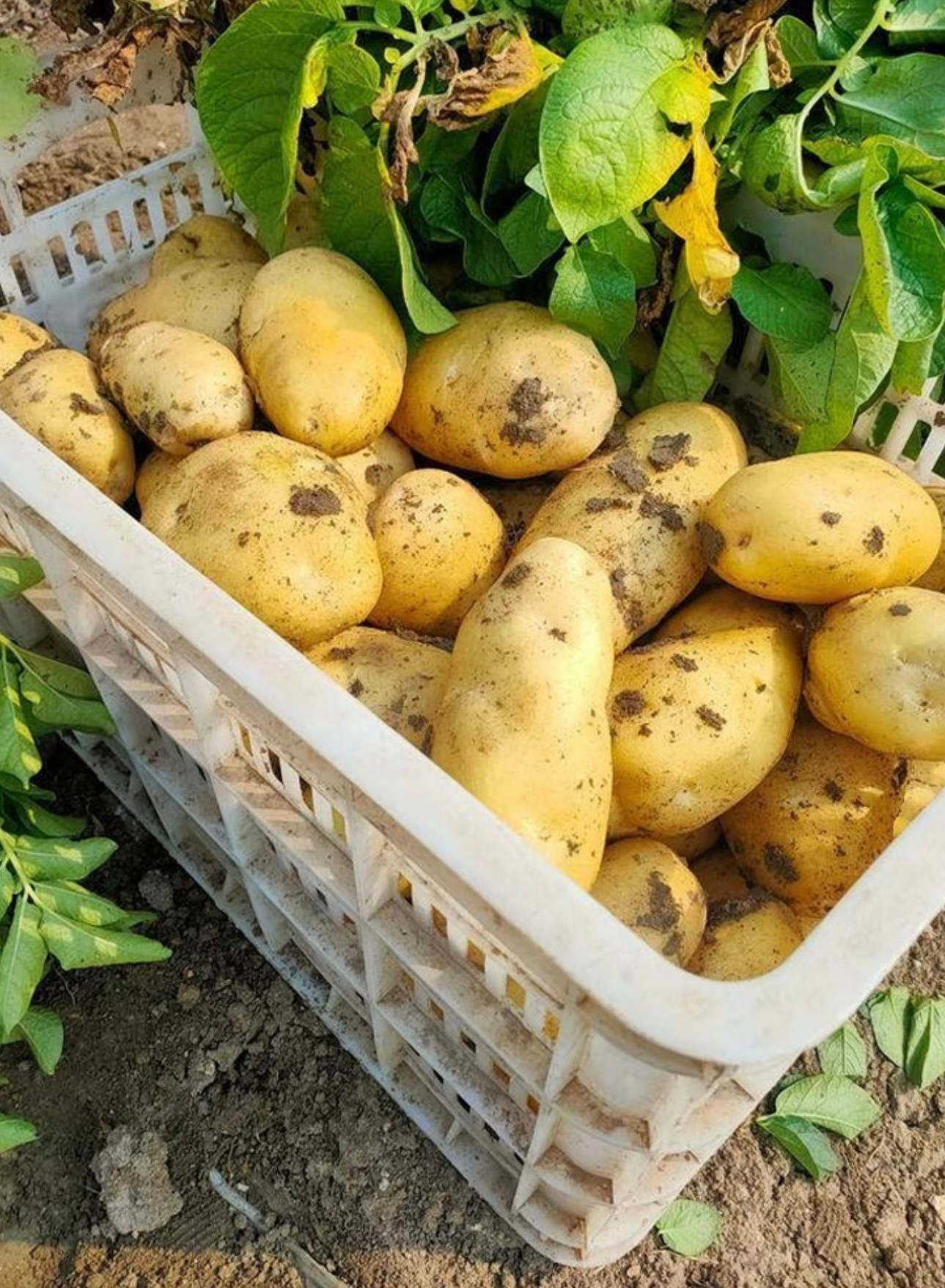 马铃薯的种植方法：一、种薯处理选择健康、个头匀称的马铃薯作为种薯，贮藏于通风良好