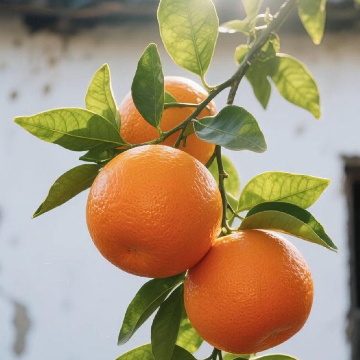 橙子种植：一、土壤要求：橙子对土壤要求较为宽松，但最好选择排水良好、通气性佳的沙