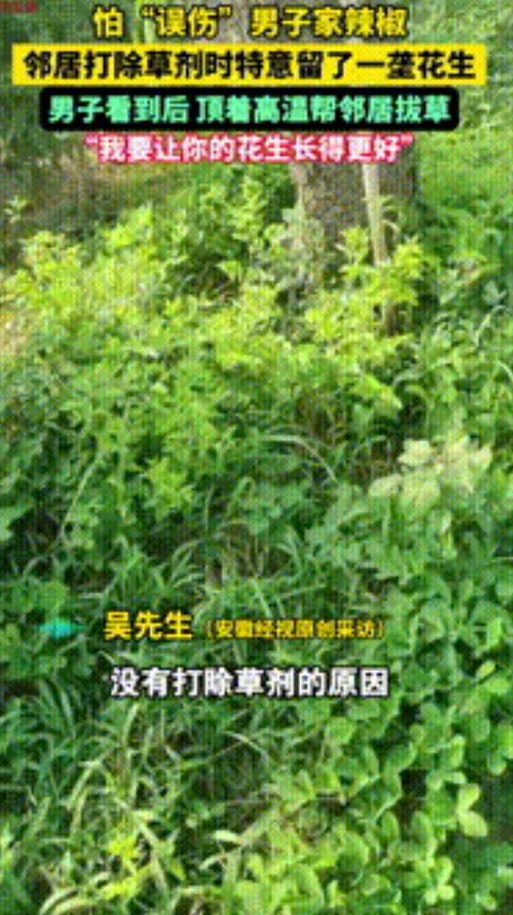 “这邻居做的真绝！”河南，男子干农活时看呆了，只因怕打除草剂时“误伤”自己种的辣