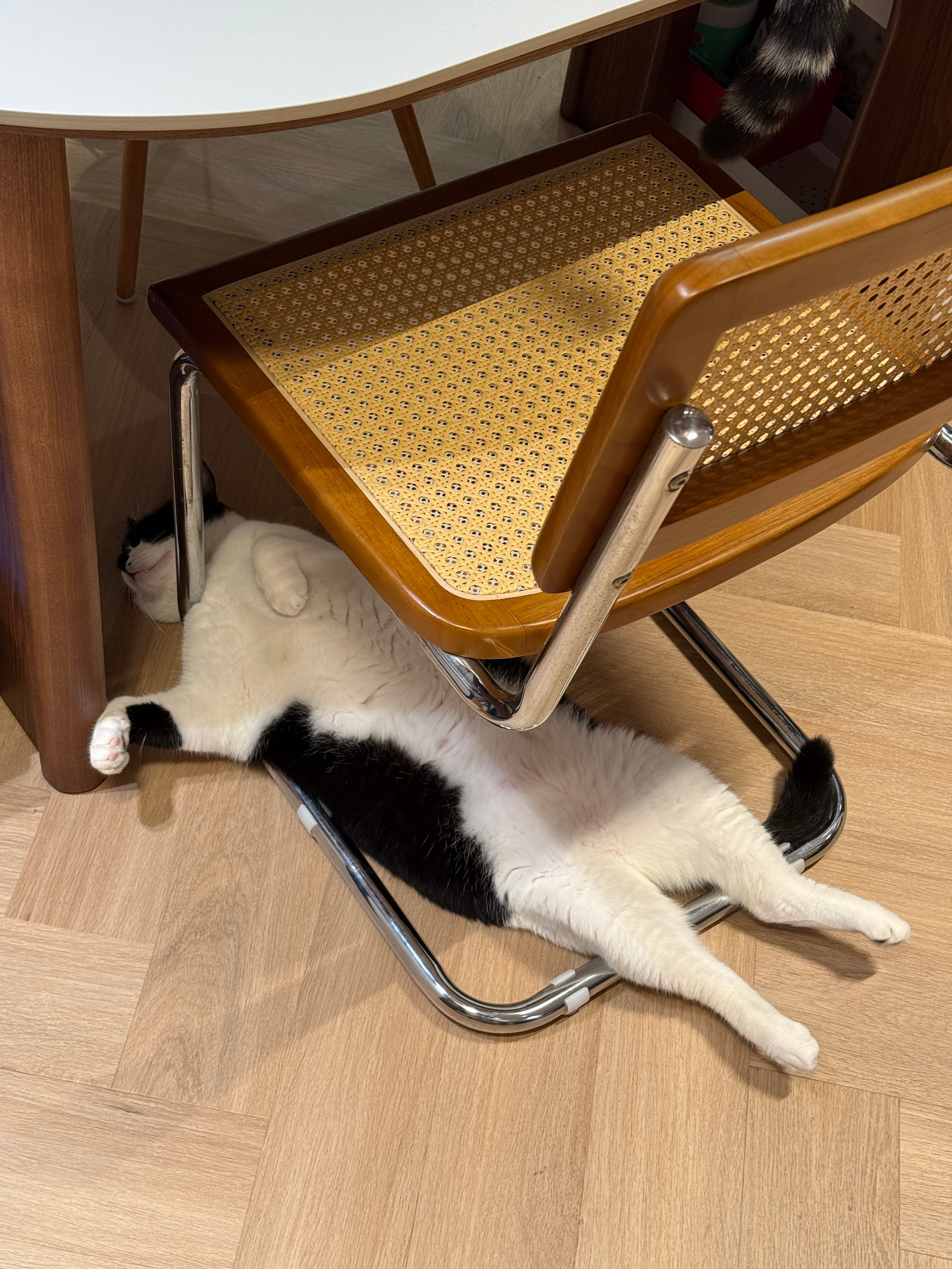 猫是家里的空气🐱没有猫就觉得好空虚，人怎么能没有空气​​​