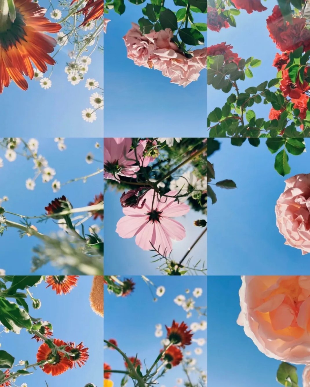 想模仿别人拍从花里看到天空的场景，东施效颦了……那就来个被现代化城市包围的照片吧