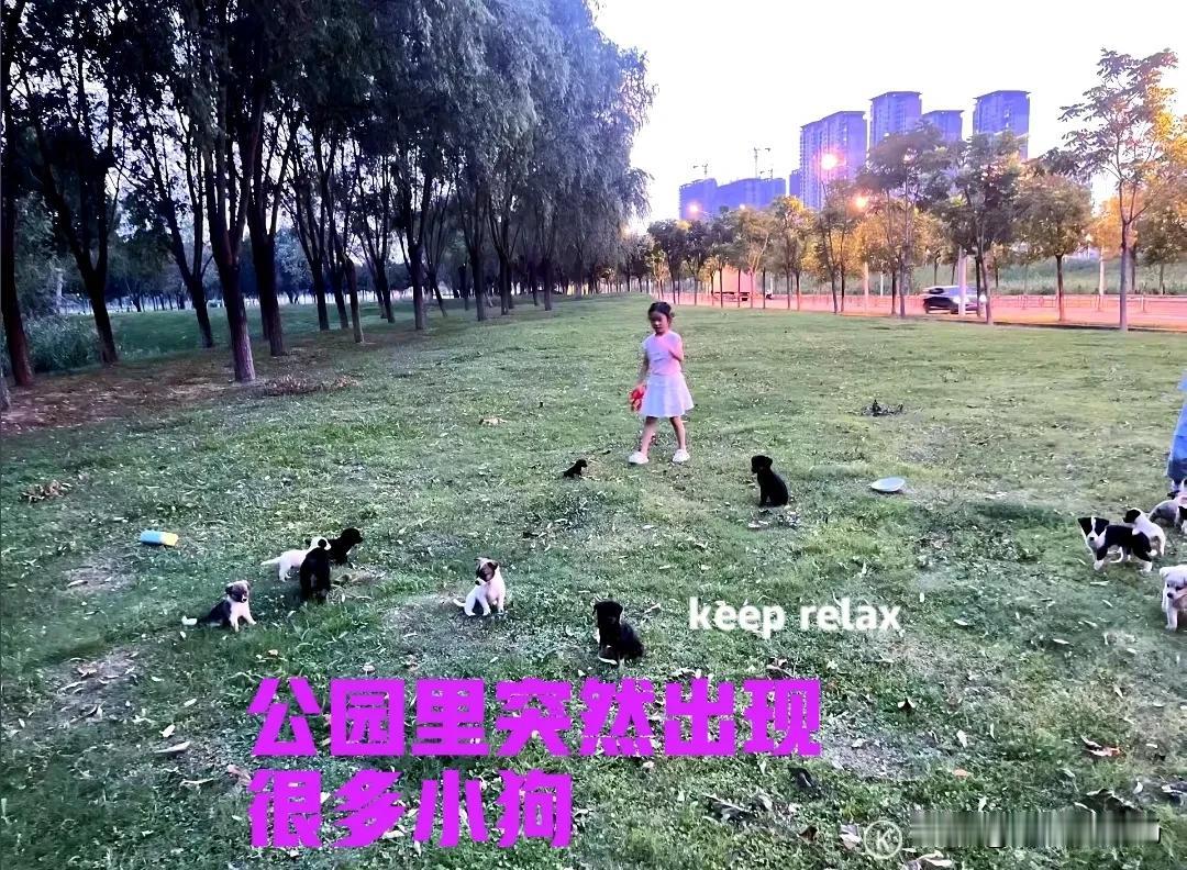 湖北武汉的一个公园里，突然多出来好多小狗，也不知道它们是从哪里冒出来的？这么多的