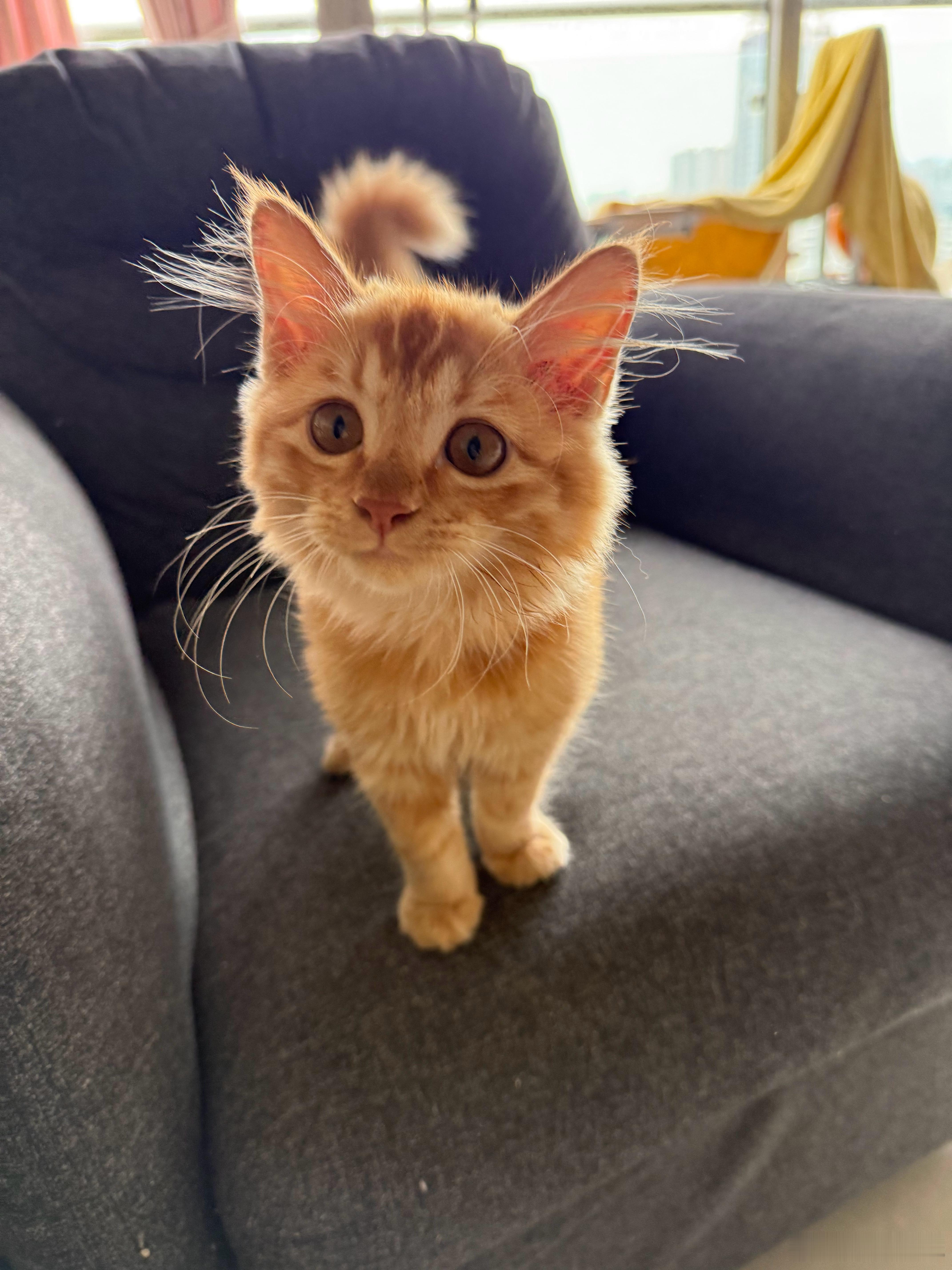 晚安各位，猫都睡了！​​​