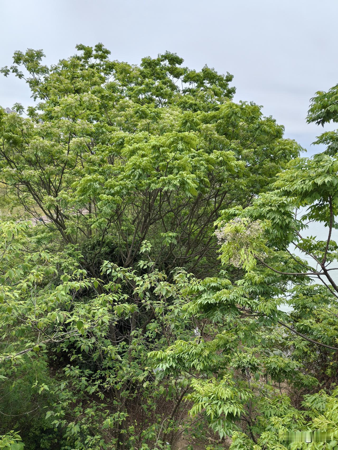 律师是不是追求正义的?律师也是个服务行业，也要养家糊口，怎么可能就只是追求正义的