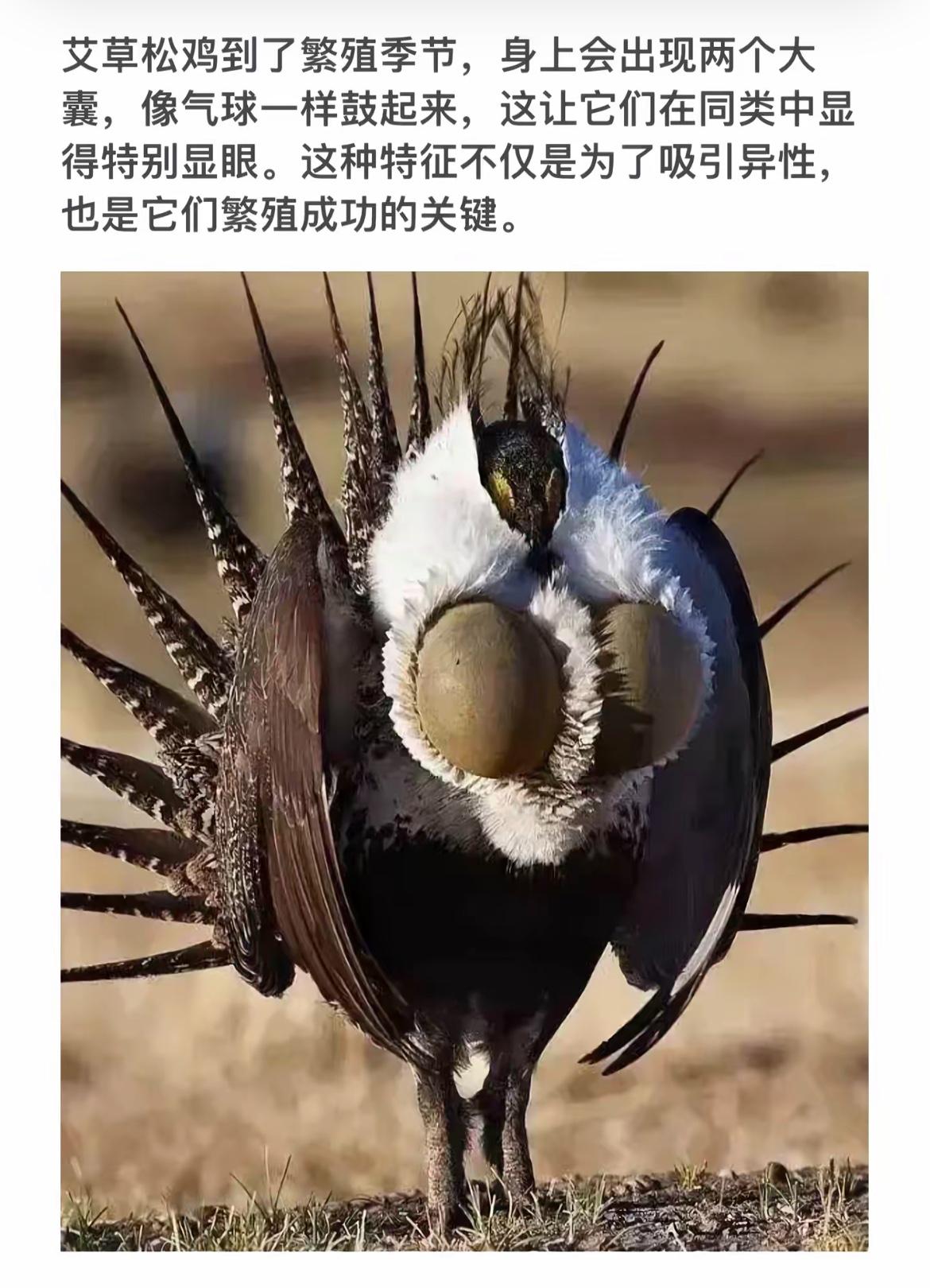 艾草松鸡的繁殖季：惊艳的羽毛，吸引异性的秘密武器！