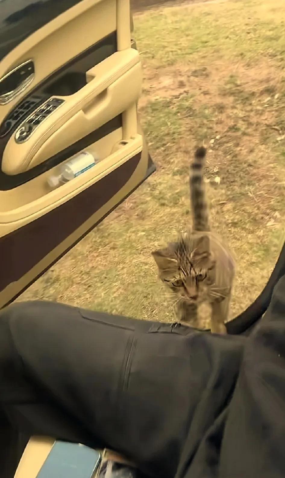 这个被小猫赖上的男人,是重庆阿可。起初，我只是被一个视频所吸引。一只小猫咪坚定