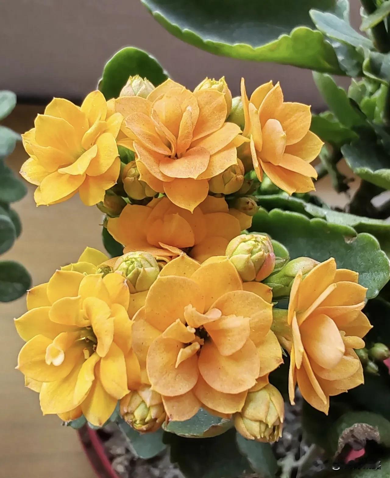 春节将至，长寿花开正当时！色彩鲜艳映绿枝，洋溢喜气迎新年。一簇花开，满室生辉。长