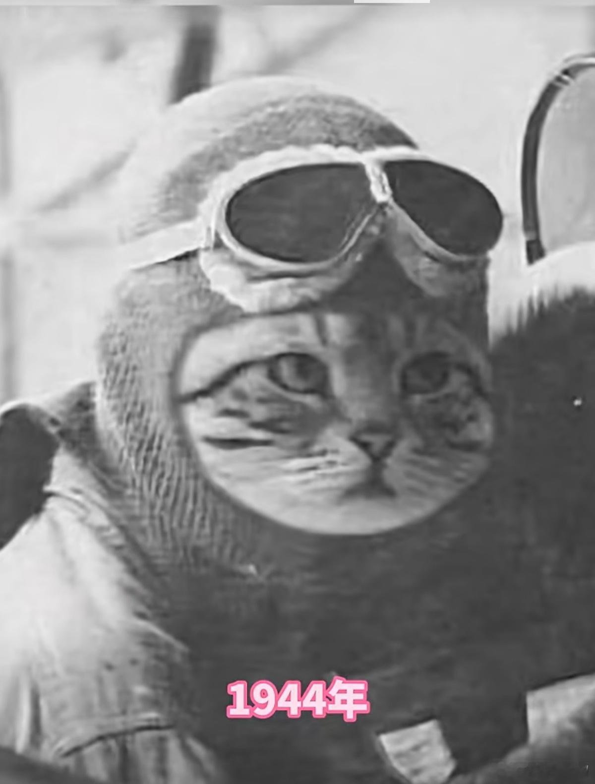 今天是国际猫咪日，1944年288只小猫消灭了圣彼得堡的鼠患而来。小猫虽然不会说