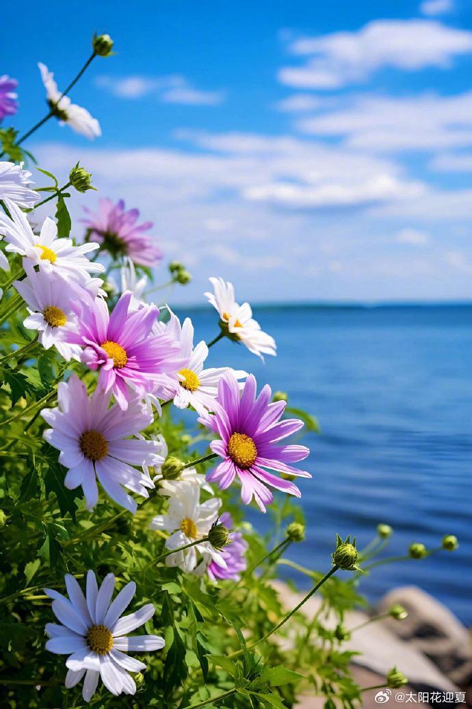 花海映碧海，风携满目芬芳～寻美中国🌸寻美河南​​​